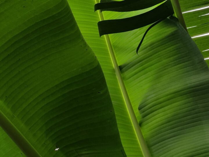 Banana Leaves & Natural Products